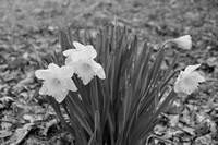 Daffodils Welcome Spring - March 2012